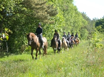 Schafhauser Wald
